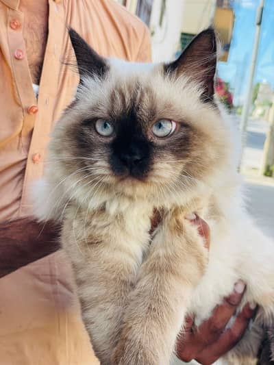 Beautiful Blue-eyed Siamese mix male cat - 8 months - Attock