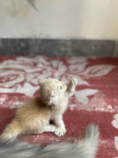 Little baby cat looking new house