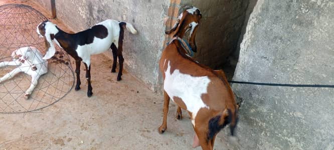 Desi bakri