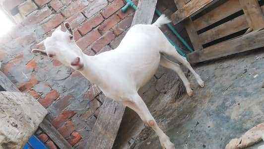 tada female