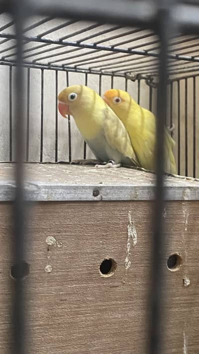 Love birds