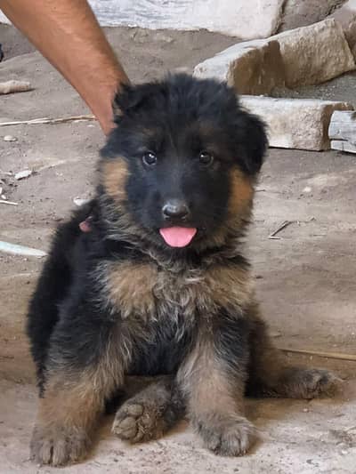 GERMAN SHEPHERD