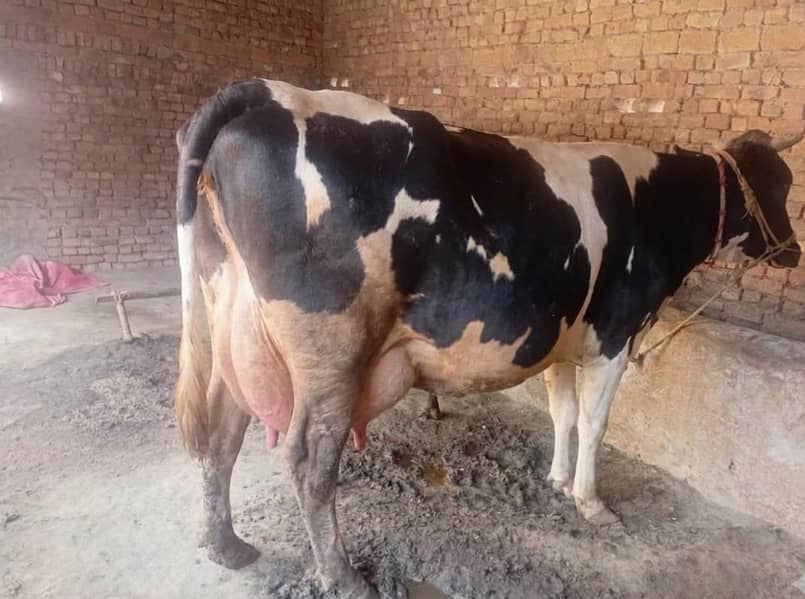 فرسٹ ٹائم پریگنینٹ فریژن ڈبی گائے 1