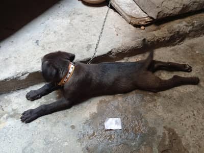OLX beach da dog