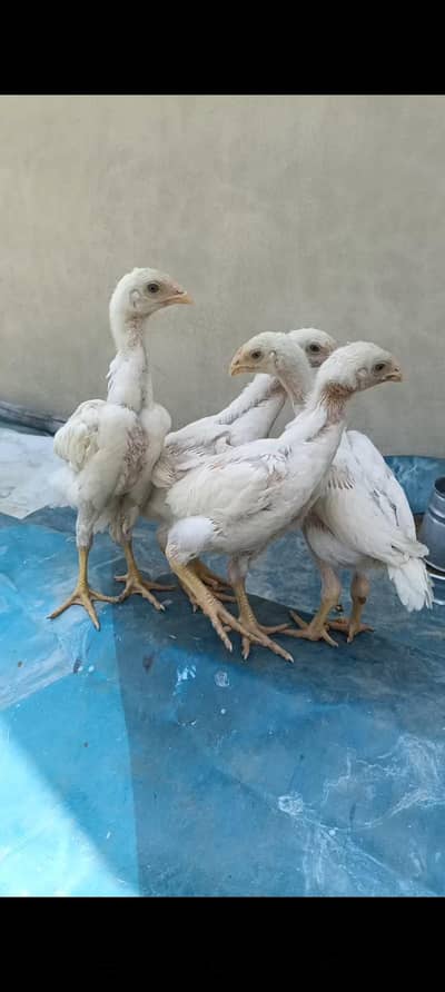 shamo chicks 2 month age