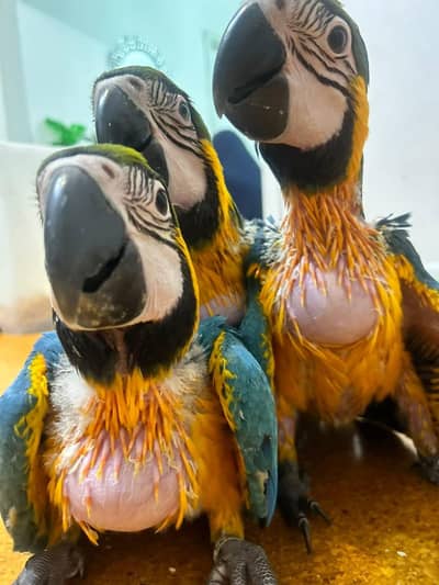 blue macaw parrot for sale 0348/6628/730