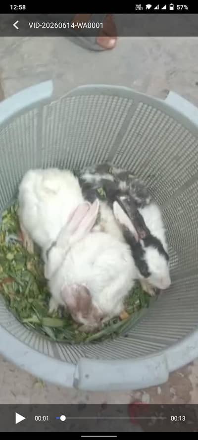 rabbit