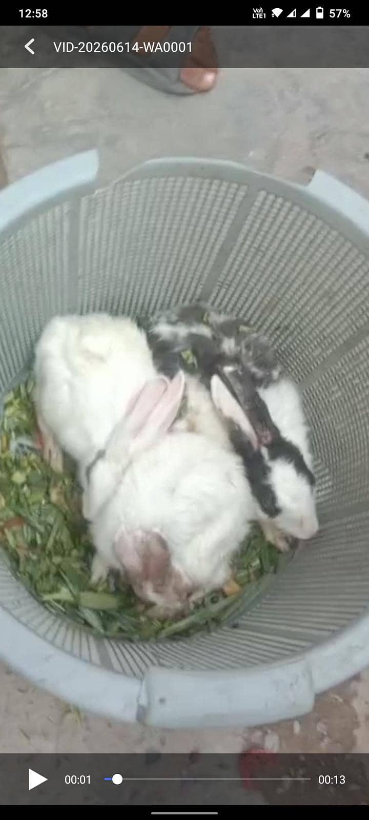 rabbit 0