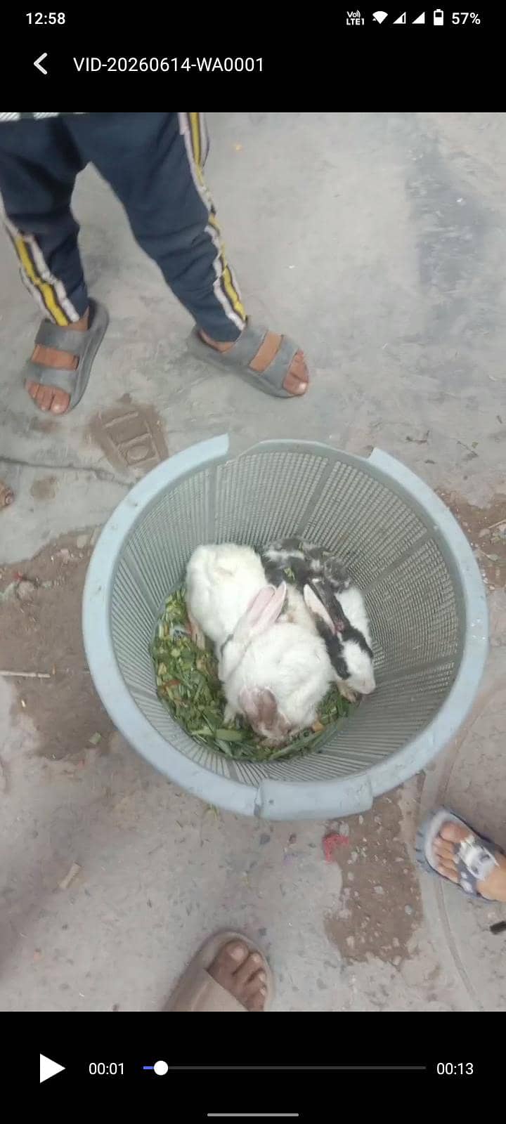 rabbit 1