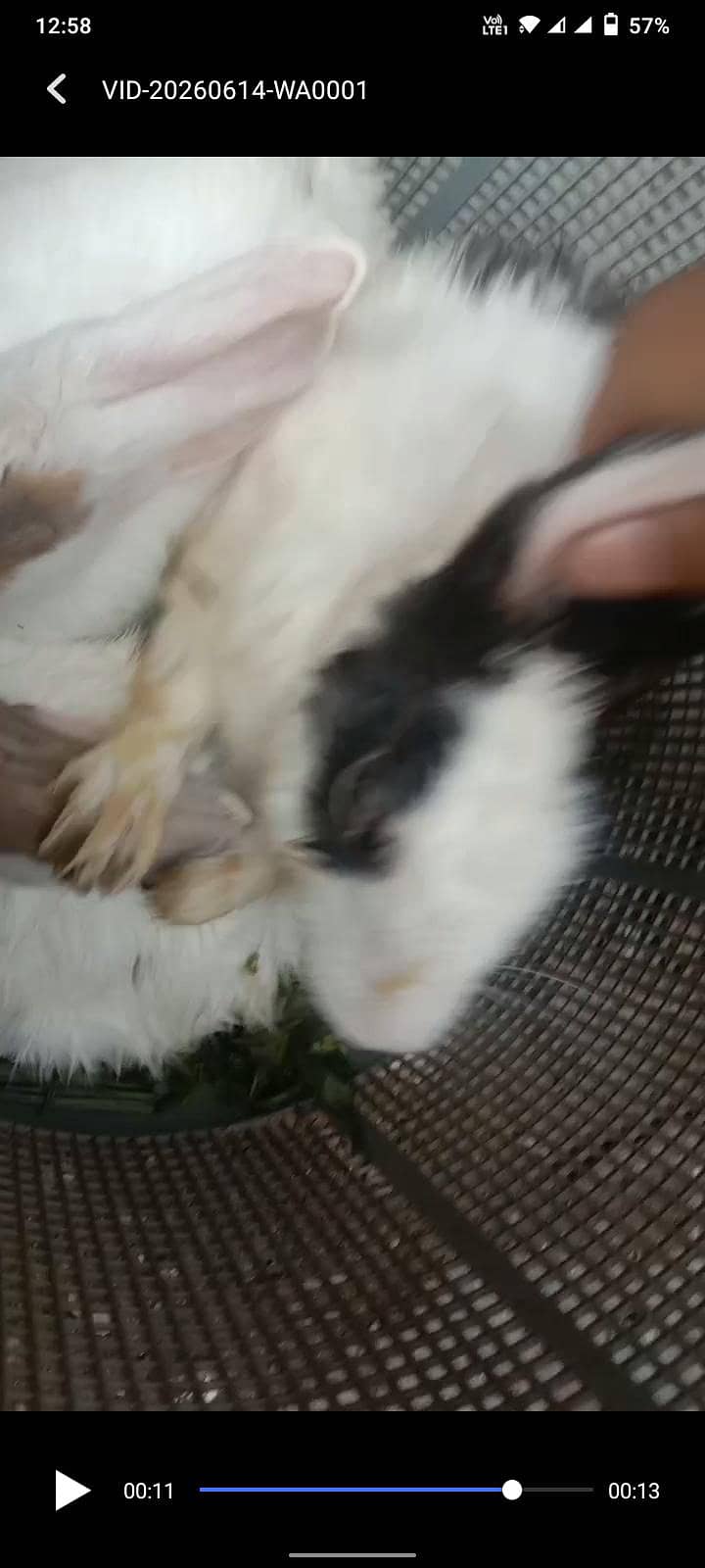 rabbit 2