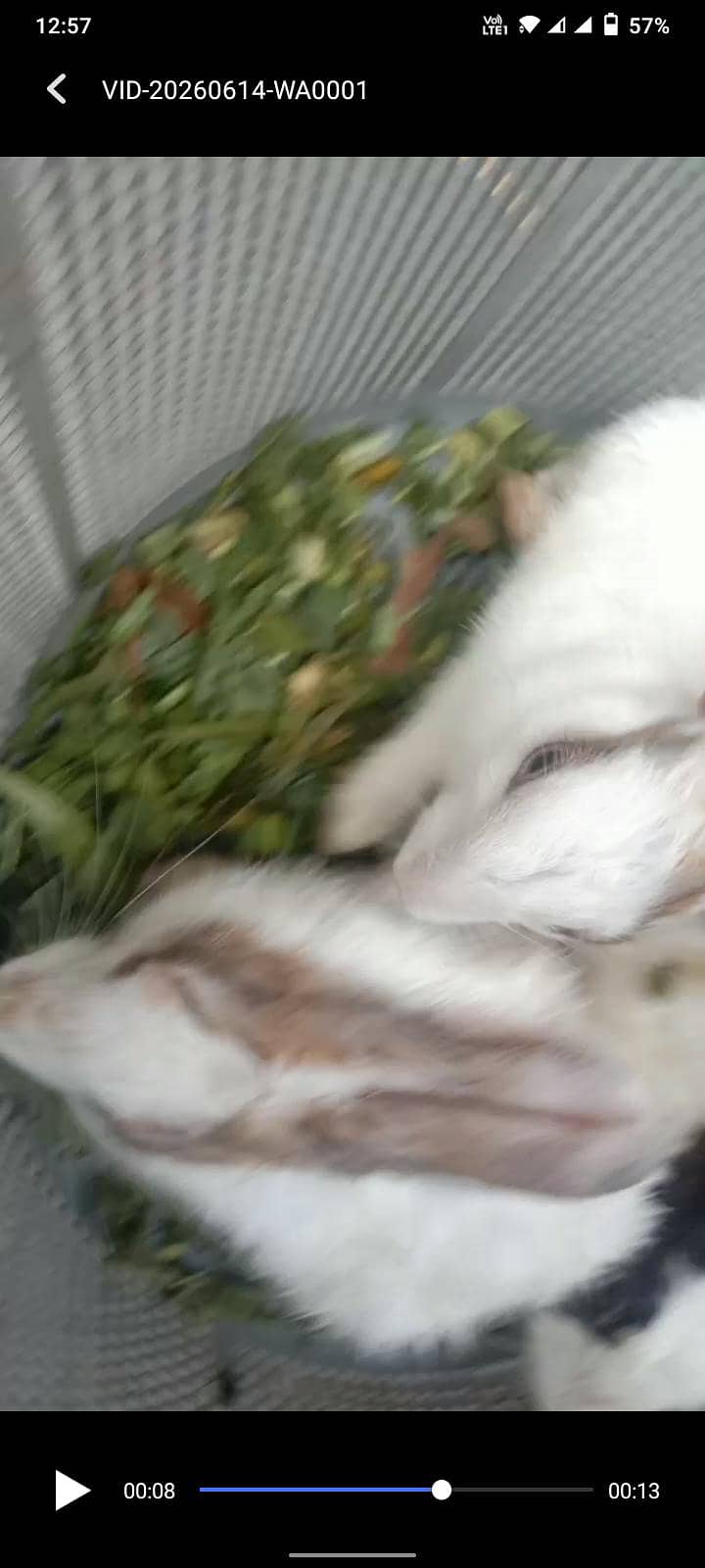rabbit 3