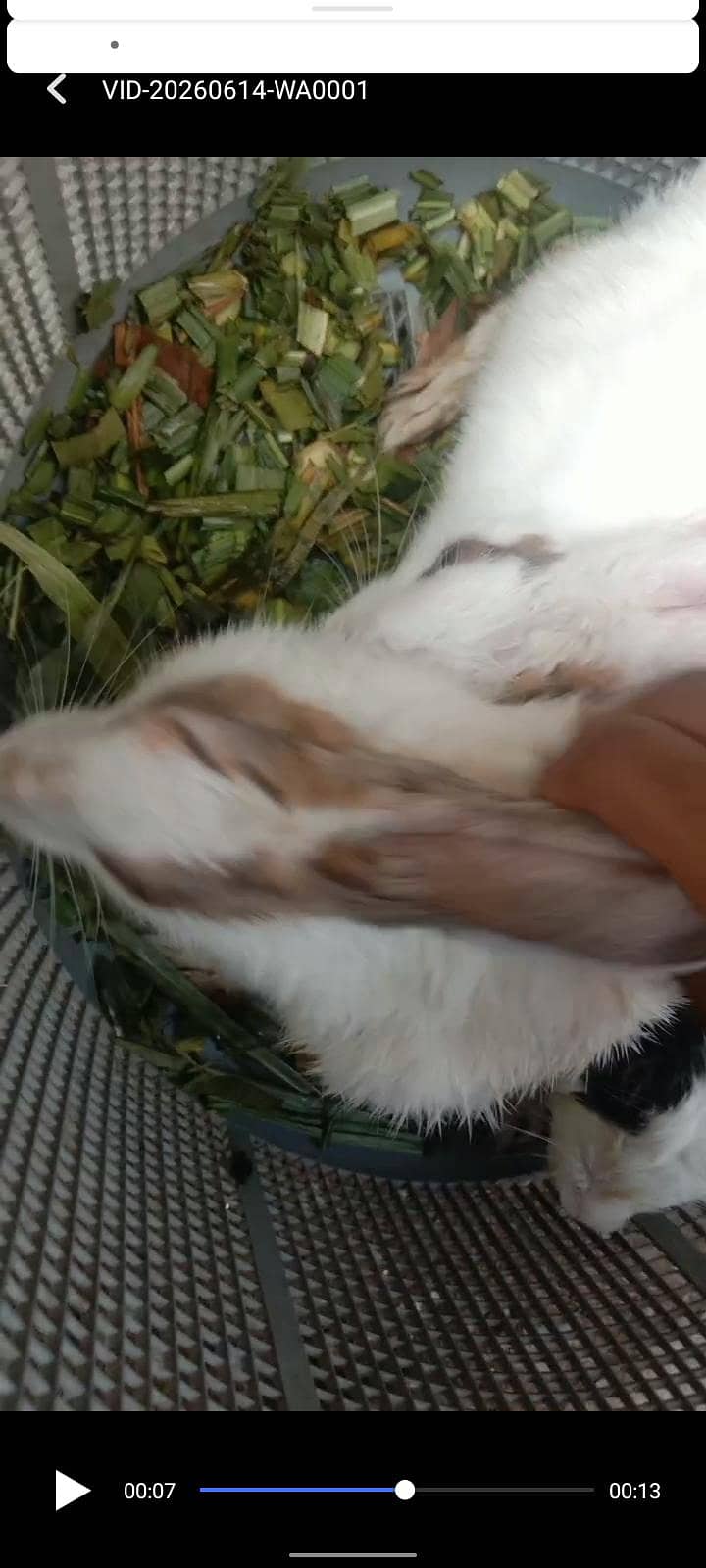 rabbit 4