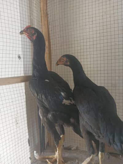 shamo & bantam and cage.