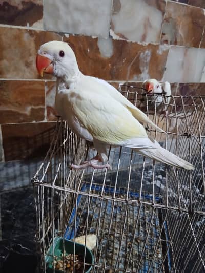 Ringneck or pahari