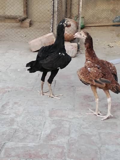 female brown color miawali aseel for sale