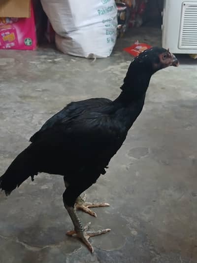 assel Thai for sale at best price