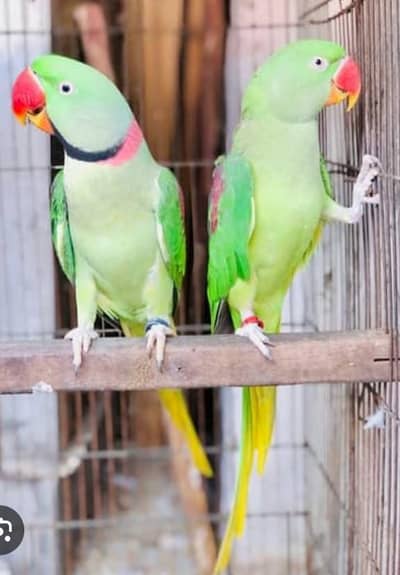 Breeder Raw Parrot Pair