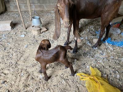 bakri for sale
