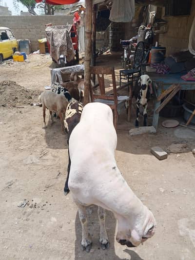 mundra