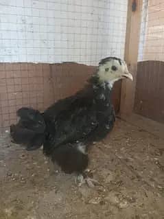 shamo & bantam and cage.