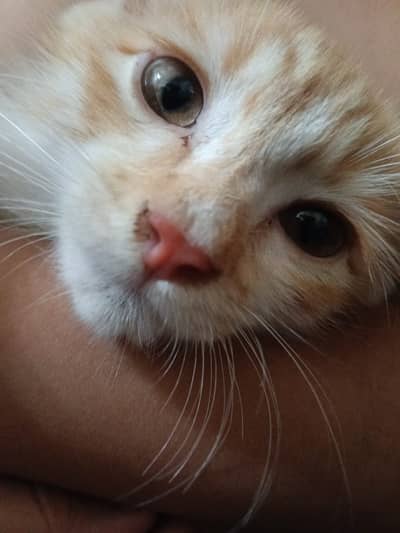 Adorable Double Coated Persian Kitten For Sale Very Smart Playful