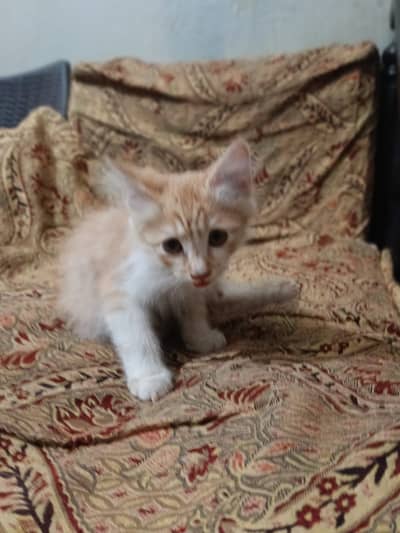 Adorable Double Coated Persian Kitten For Sale Very Smart Playful