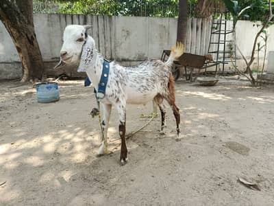 Desi Bakra For Sale