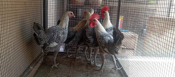 feyumi (misri) available