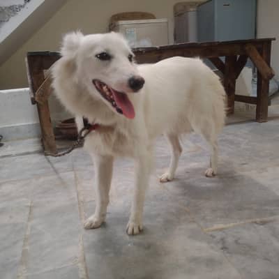 dog for sale