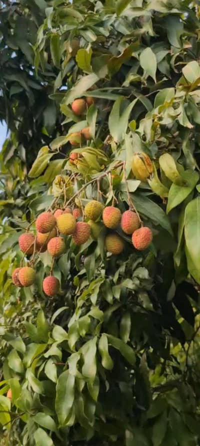  Fresh Farm Lychee (Lithchi) Direct From Orchard _ Sweet & Juicy|