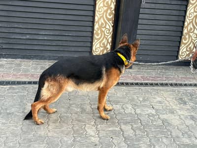 German Shepherd pair | Top quality Pair | GSD | Dog for sale