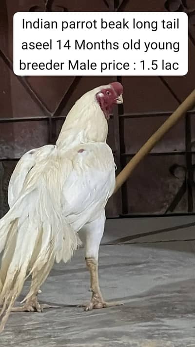 aseel | shamo | parrot beak |Japanese white shamo | indian parrot bea