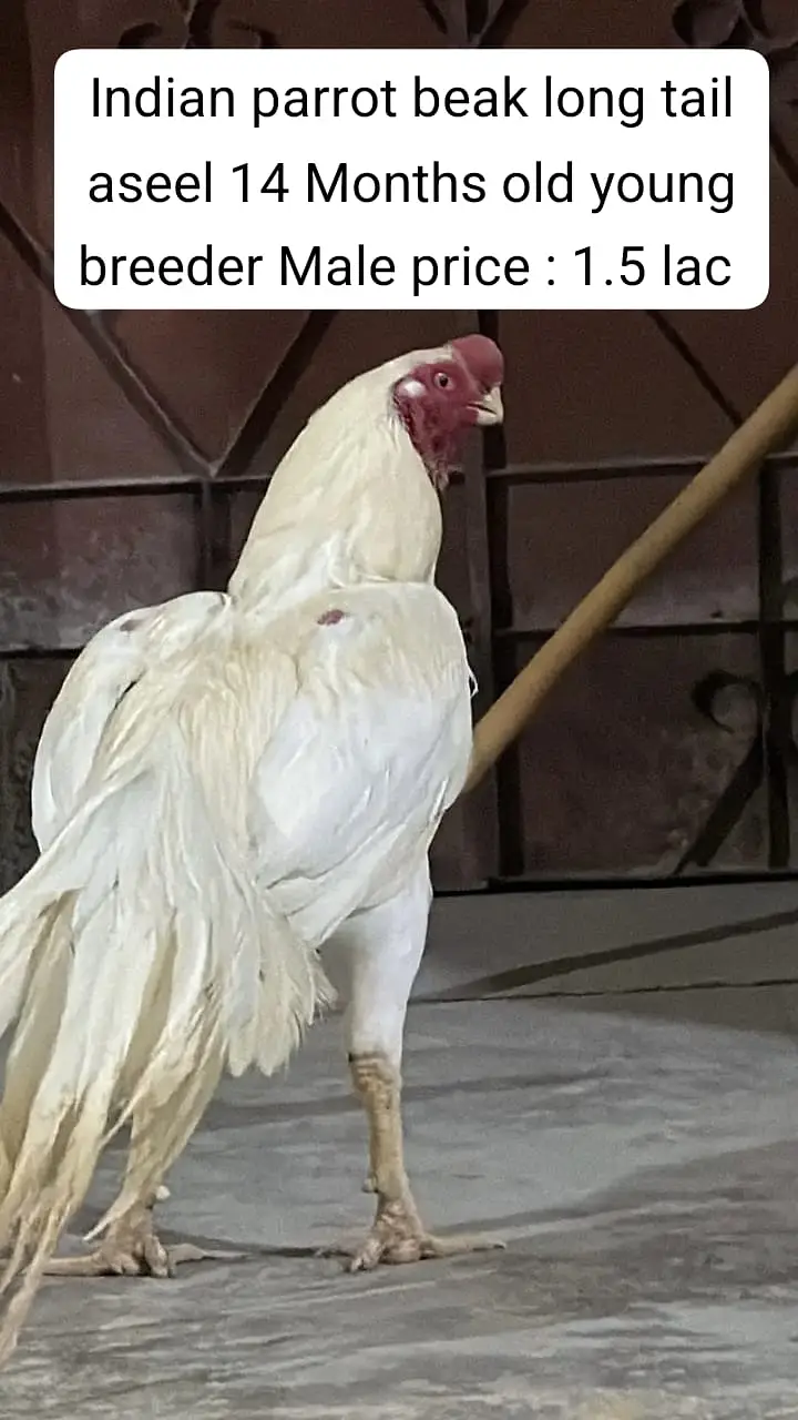 aseel | shamo | parrot beak |Japanese white shamo | indian parrot bea — photo 2