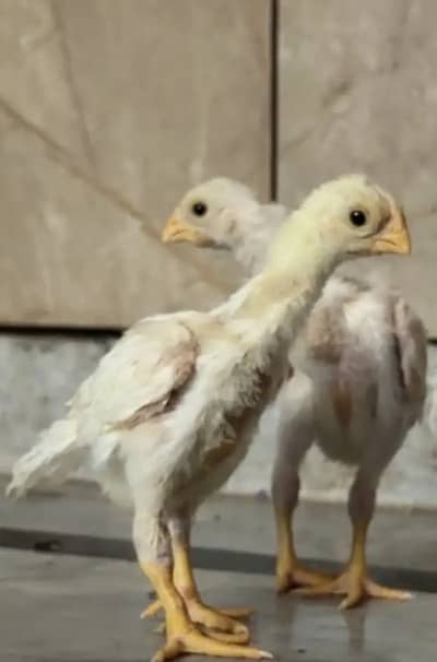 aseel | shamo | parrot beak |Japanese white shamo | indian parrot bea