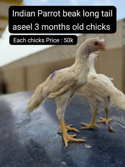aseel | shamo | parrot beak |Japanese white shamo | indian parrot bea