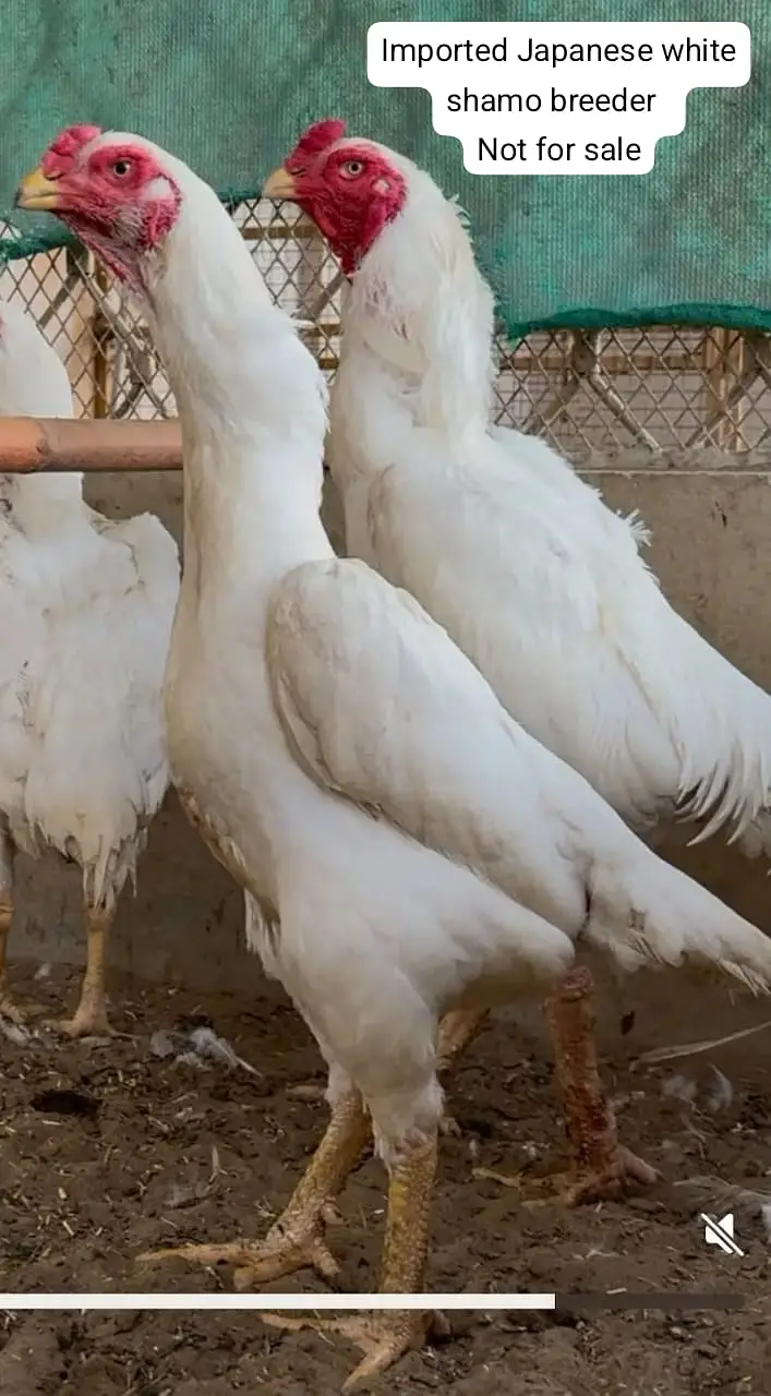 aseel | shamo | parrot beak |Japanese white shamo | indian parrot bea — photo 5