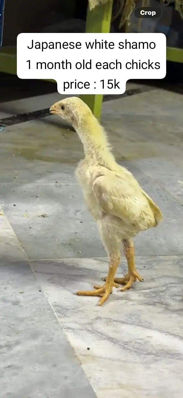 aseel | shamo | parrot beak |Japanese white shamo | indian parrot bea — photo 6
