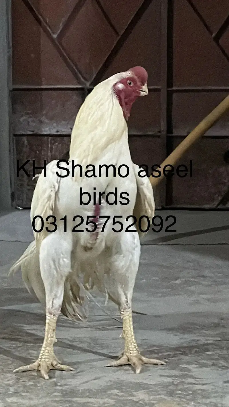 aseel | shamo | parrot beak |Japanese white shamo | indian parrot bea — photo 9
