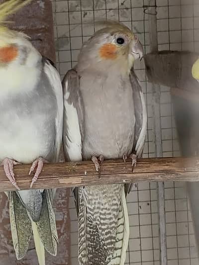 pied cockatiels , budgies