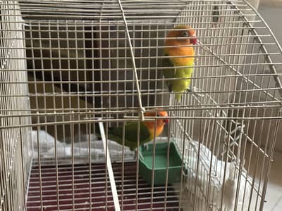 Love birds