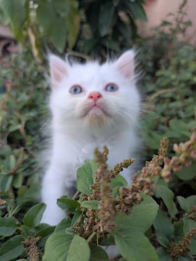 contact num 03195871099 cat for sale