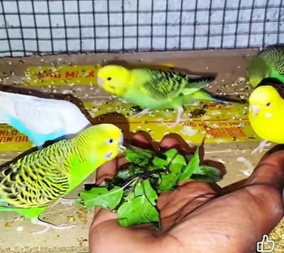 Mix Budies pairs For Sale