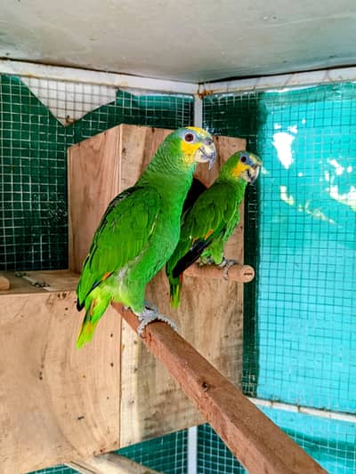 selling Amazon breeder pair