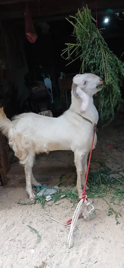 Ghulabi Bakra