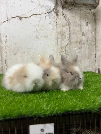  dwraf  all fancy rabbit available at Karachi 0312.0844159
