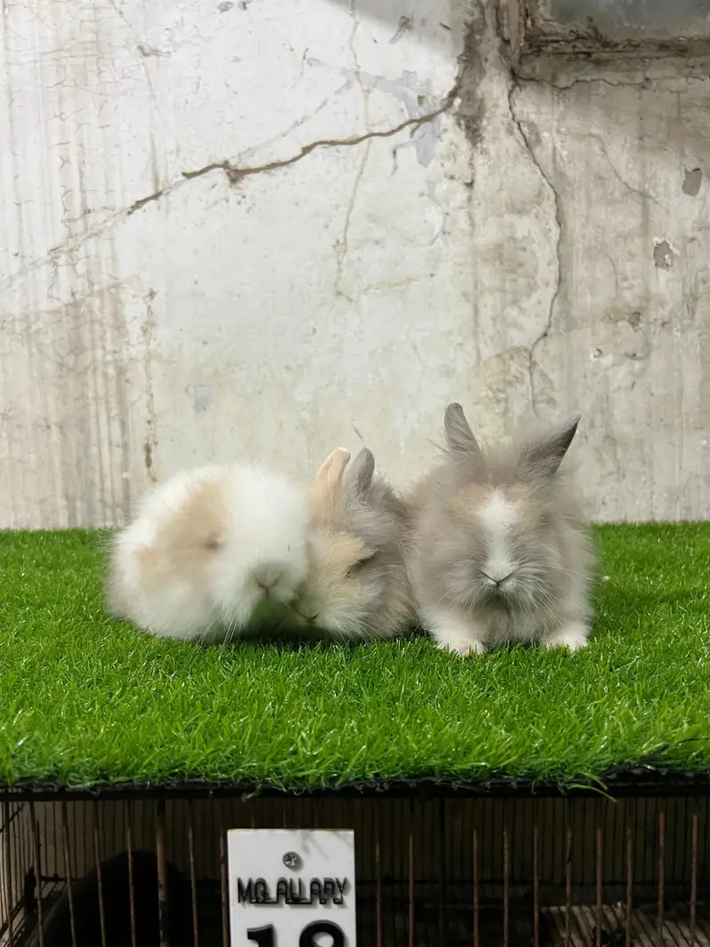  dwraf  all fancy rabbit available at Karachi 0312.0844159 — photo 2