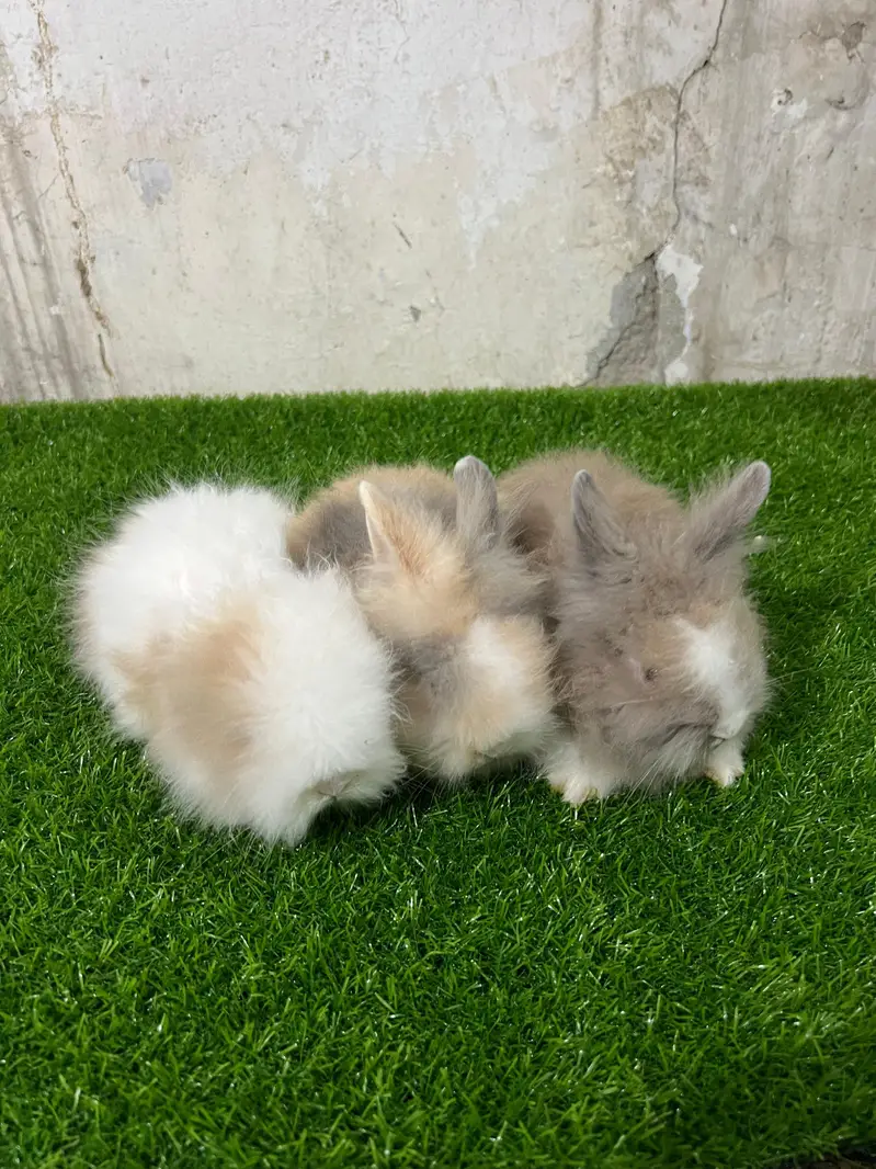  dwraf  all fancy rabbit available at Karachi 0312.0844159 — photo 3