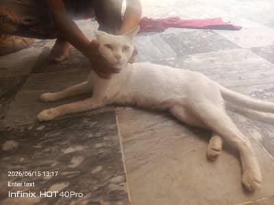 female Persian car for sale