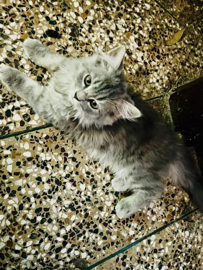 Turkish angora breed persian for sale