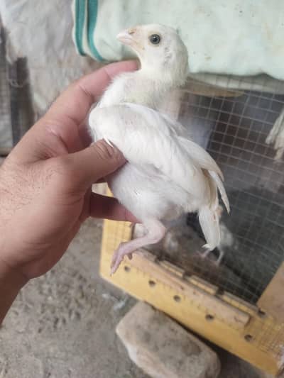aseel chicks/aseel for sale/chicks for sale/aseel/chicks
